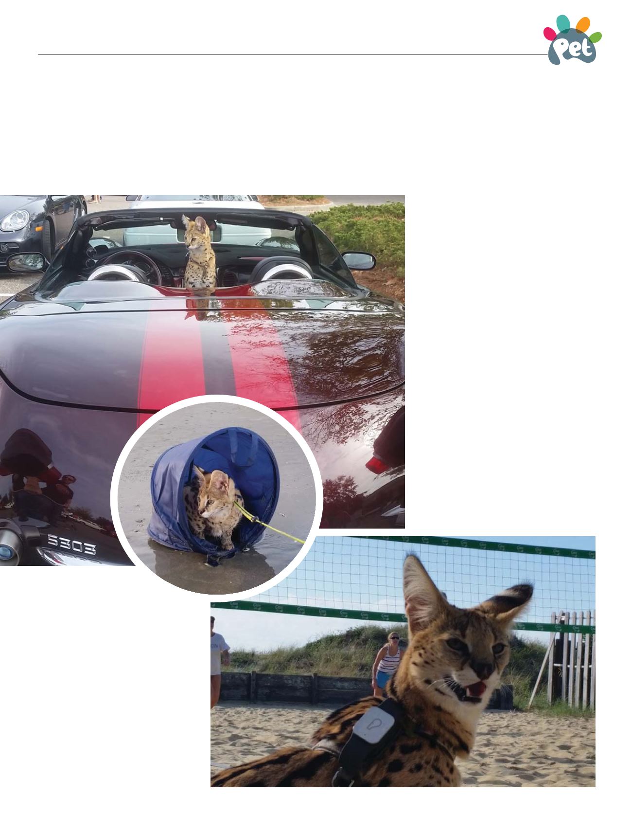 Page Background